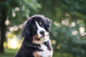 Bernese mountain dog puppy in the sunset