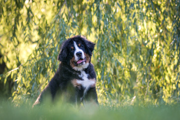 Bernese mountain dog puppy in the sunset