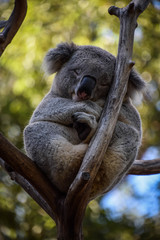Sydney Zoo, Australia