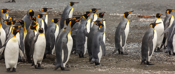 Group of King Penguins, South Georgia 