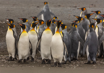 Group of King Penguins, South Georgia 