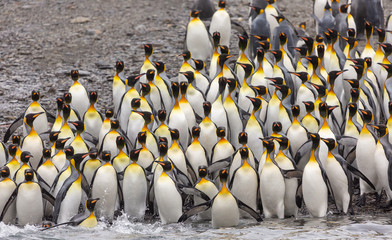 Group of King Penguins, South Georgia 