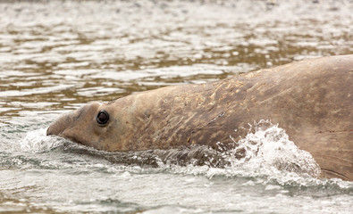 Adult Male Southern Elephant Seal., South Georgia