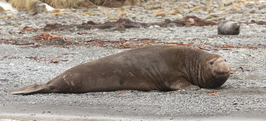 Adult Male Southern Elephant Seal., South Georgia