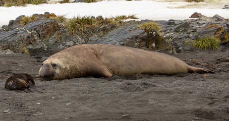 Adult Male Southern Elephant Seal., South Georgia