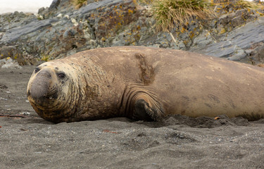 Adult Male Southern Elephant Seal., South Georgia