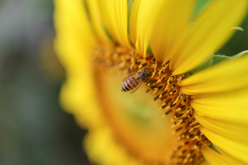 Closeup Sunflower and Bee 