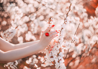 Spring woman hand touches spring flowering blossom tree. red manicure gel polish, golden ring of...