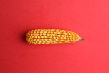 yellow corn in color background