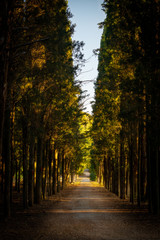 Countryside road with cypress trees inside Tatoi estate - former palace