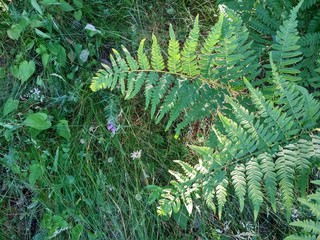 plant