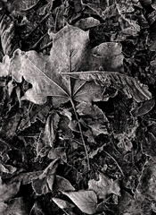 maple leaves on the ground, a carpet of leaves, background