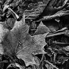 An autumn maple leaf in hoarfrost