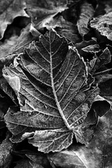 Frozen beech leaf on the ground