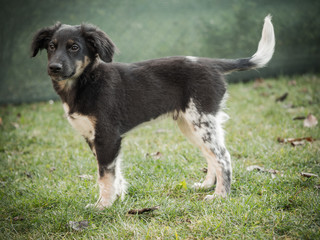 Bohemian Spotted Dog puppy, lovely companion dog