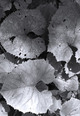 plants, burdocks, grass underfoot, pattern