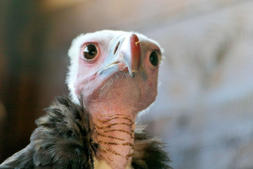 head of a vulture