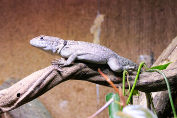 lizard on the hand