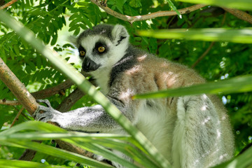 ring tailed lemur on branch of tree