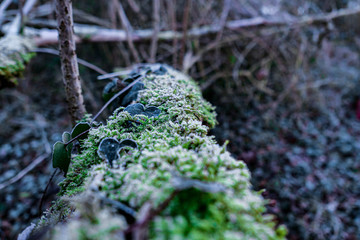 moss