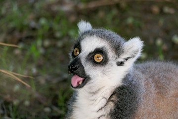 ring tailed lemur
