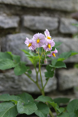 Potato's flowers