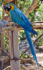 Blue and Yellow macaw (Ara ararauna) displaying all its colors