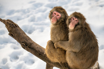 Two snow monkeys sitting in branch in snow