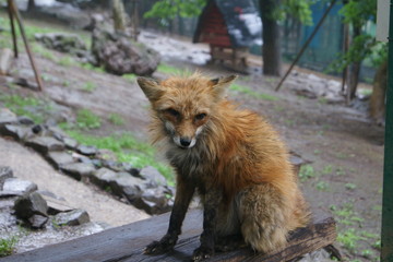 zorro en zoologico, maltrato