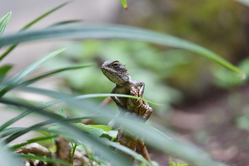 The gray chameleon with an oval head with a rough-textured