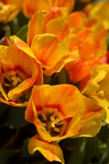 yellow tulips in the garden