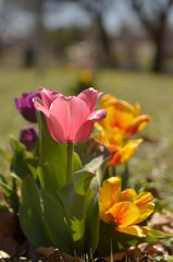 yellow tulips in the garden