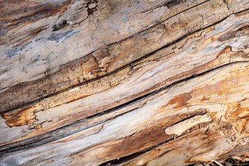  The texture of the trunk of an old rotting tree