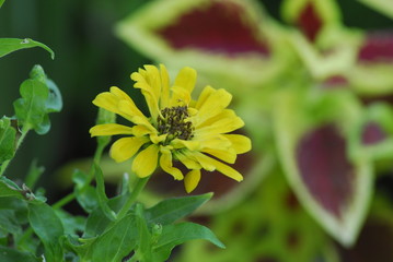 yellow flower in the garden