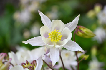 White flower of aquilegia (Laramie columbine ). Floral background. Blooming columbine of white color on a green natural background.