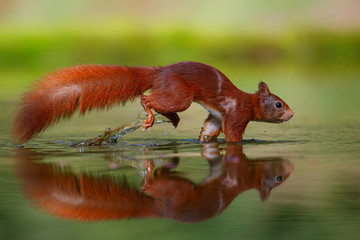 Red squirrel at a pond in the forest in The Netherlands