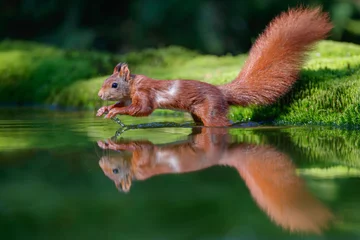 Crédence de cuisine en verre imprimé Écureuil Écureuil roux à un étang dans la forêt aux Pays-Bas