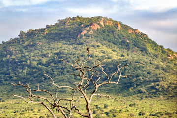 Landschaftsbilder aus dem Nationalpark Tsavo Ost Tsavo West und Amboseli