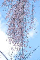 枝垂れ桜