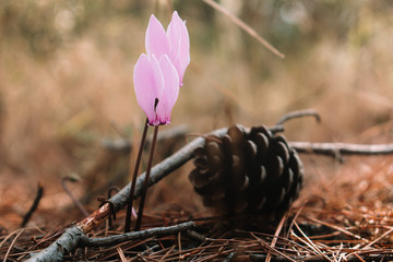Cyclamen Graecum (Greek cyclamen) flowers - autumn colors