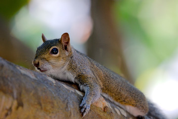 Grauhörnchen in Florida