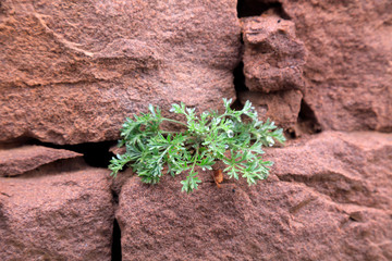 Rocky walls, old and broken