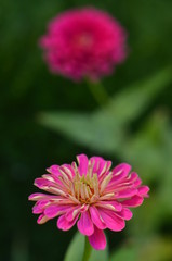 pink flower in garden