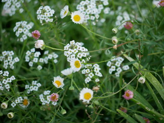 Beautiful flowers