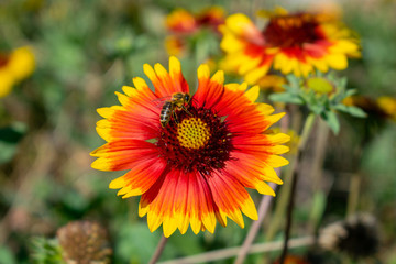 Gaillardia aristata (common blanketflower) wildflower