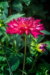 Dahlia from Swan Island Dahlias Farm