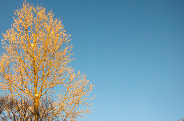 trees in a different in golden sunset light and trees in the shade against the blue sky. winter nature. Place for text.