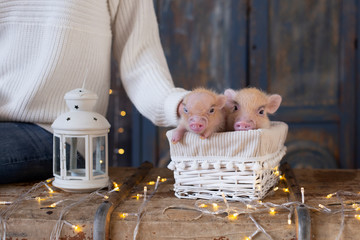 Woman's hand stroking two cute little pink pigs