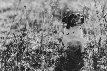 Un chien assis dans les fleurs
