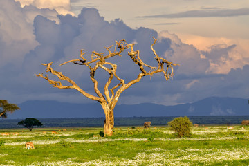 Landschaftsbilder aus dem Nationalpark Tsavo Ost Tsavo West und Amboseli